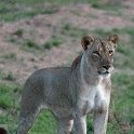 ZMB NOR SouthLuangwa 2016DEC10 NP 062 : 2016, 2016 - African Adventures, Africa, Date, December, Eastern, Month, National Park, Northern, Places, South Luangwa, Trips, Year, Zambia